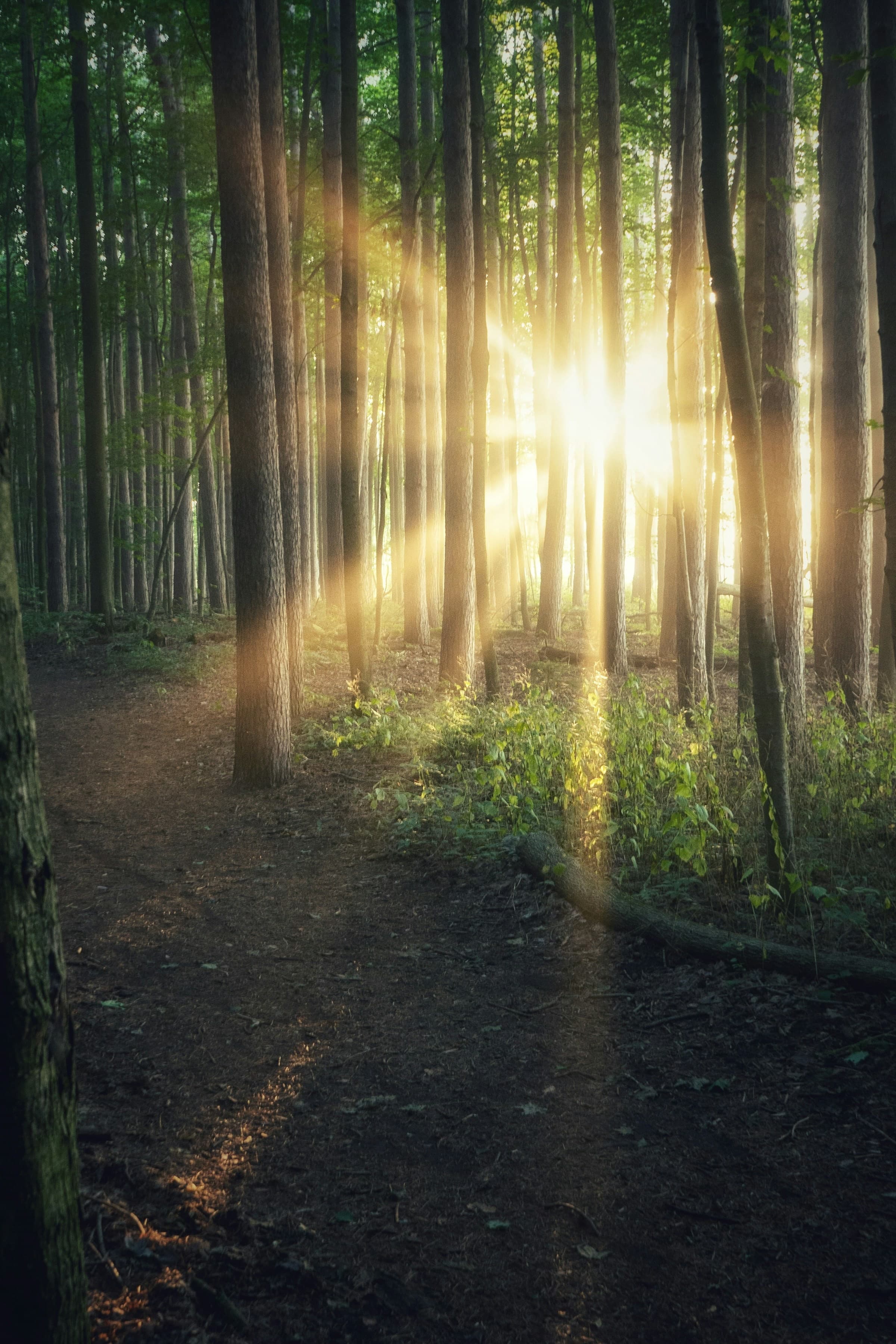 Golden sunlight bursting through a deep green forest beside an empty woodland trail